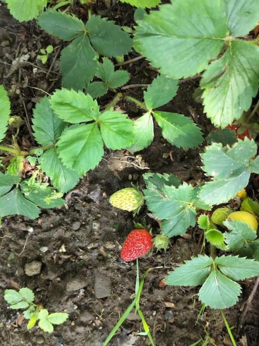 Finca Arep Alquiler Integro 6 Les Planes Les Planes d'Hostoles Exterior foto